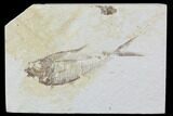 Diplomystus Fossil Fish - Wyoming #93987-1